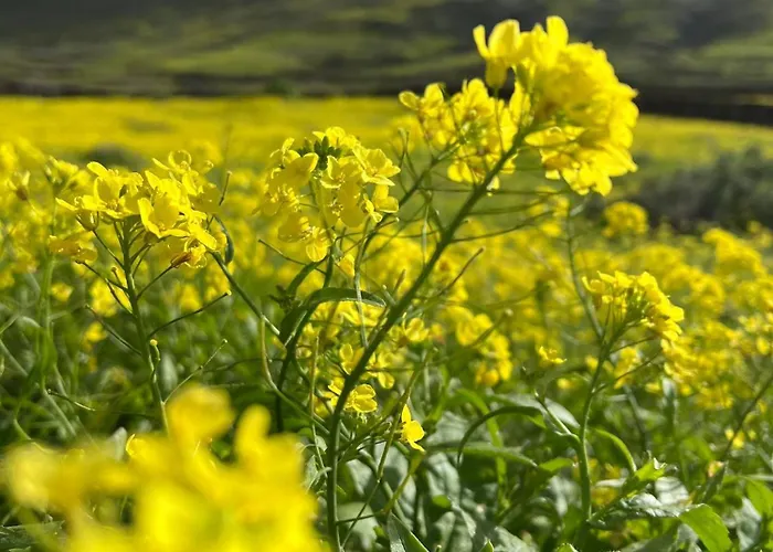 شقة Atlantic 3 Apartment, Terrace, Solarium And Cotillo